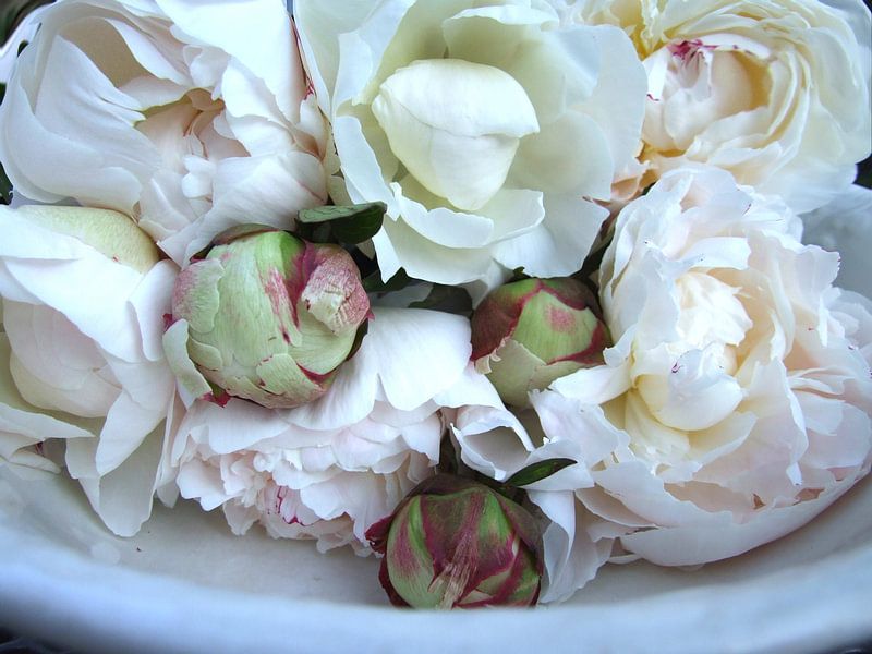 witte pioenrozen von Nicolet Reus