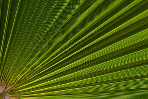 Abstract by nature