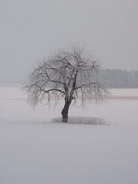 Winter 04 von Ilona Picha-Höberth