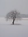 Winter 04 van Ilona Picha-Höberth thumbnail
