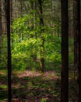 Tree in Light