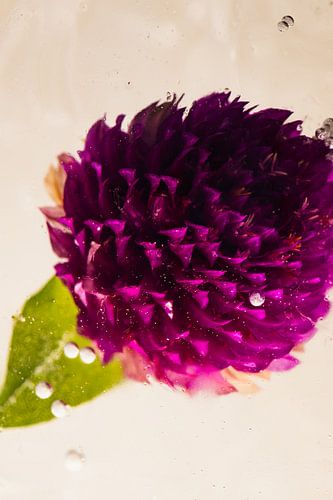 Le trèfle dans la glace 1