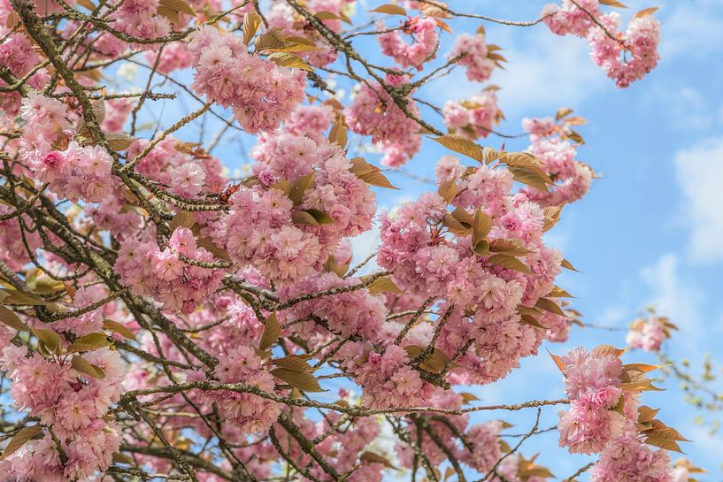 Flowering Prunus Serrulata (Japanese Cherry ) by Mieneke Andeweg-van Rijn