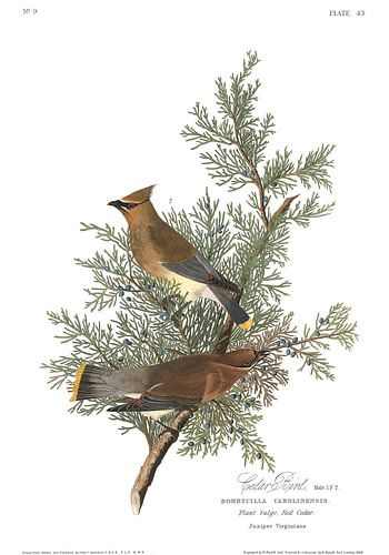 Cedar Bird