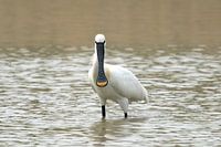 A spoonbill in the Oostvaardersplassen