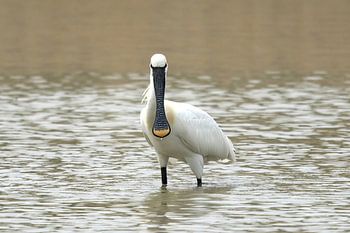 Een lepelaar in de Oostvaardersplassen