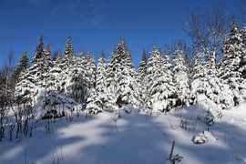 Ein verschneiter Wald nach dem Sturm von Claude Laprise