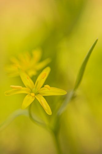 Yellow flowers by Douwe Schut