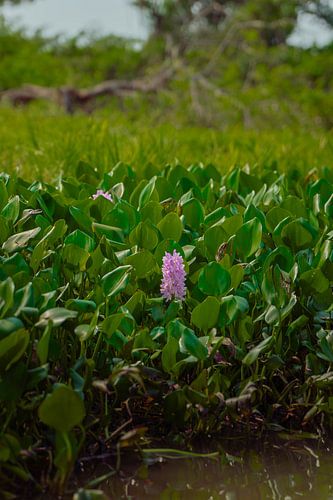 Water hyacinth in the wetlands