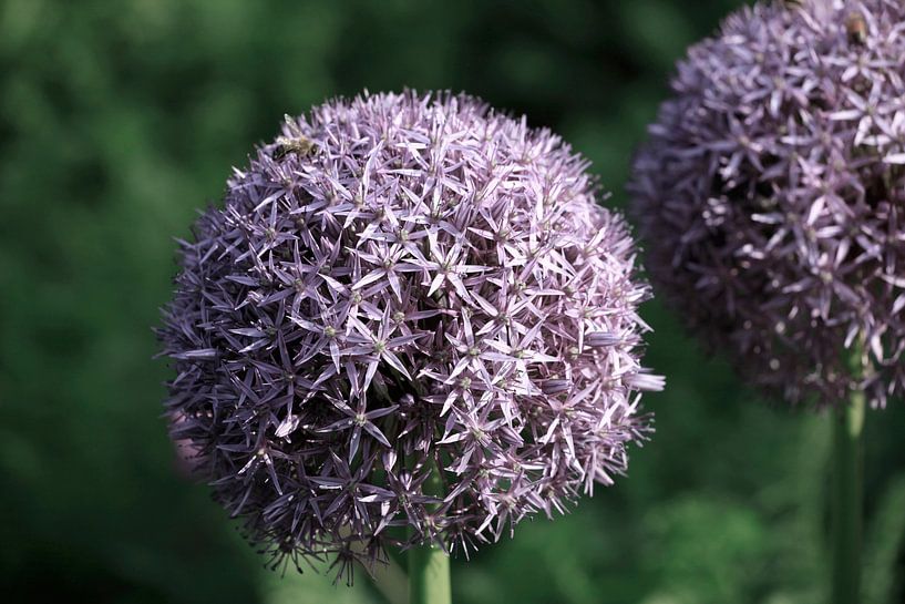 Allium von Thomas Jäger