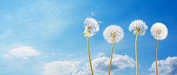 Dandelions by Günter Albers