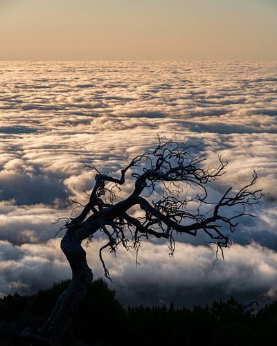 Schattenbaum von Stefan Bauwens Photography