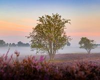 Sunrise, The Hoorneboegse Heath