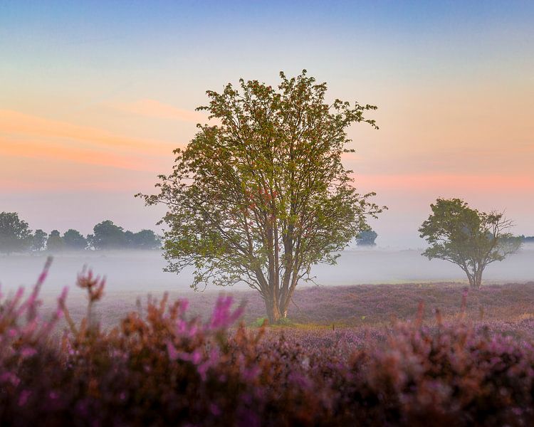 Sunrise, The Hoorneboegse Heath by Anthony Trabano