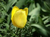 Frühlingsblumen-Sammlung von Marinescu Dan Miniaturansicht