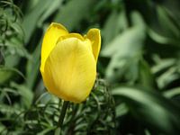 Spring Flowers Collection