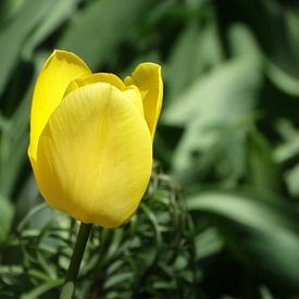 Frühlingsblumen-Sammlung von Marinescu Dan
