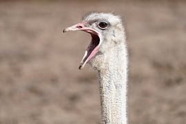 Emoe fordert Aufmerksamkeit von Excellent Photo