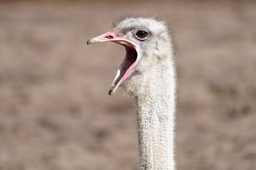 Emoe fordert Aufmerksamkeit von Excellent Photo