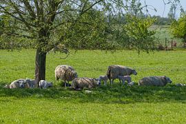 Schafe und Lämmer  im Schatten eines Baumes von Johan Swaneveld