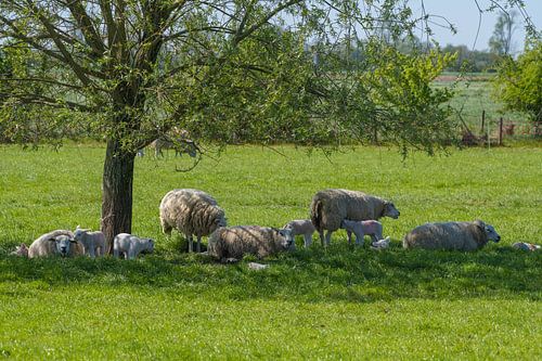 Schafe und Lämmer  im Schatten eines Baumes