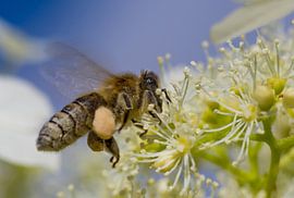 Vliegende Bij op Hortensia van Johan Slagers