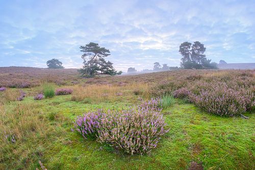 zonsopkomst boven de paarse heide