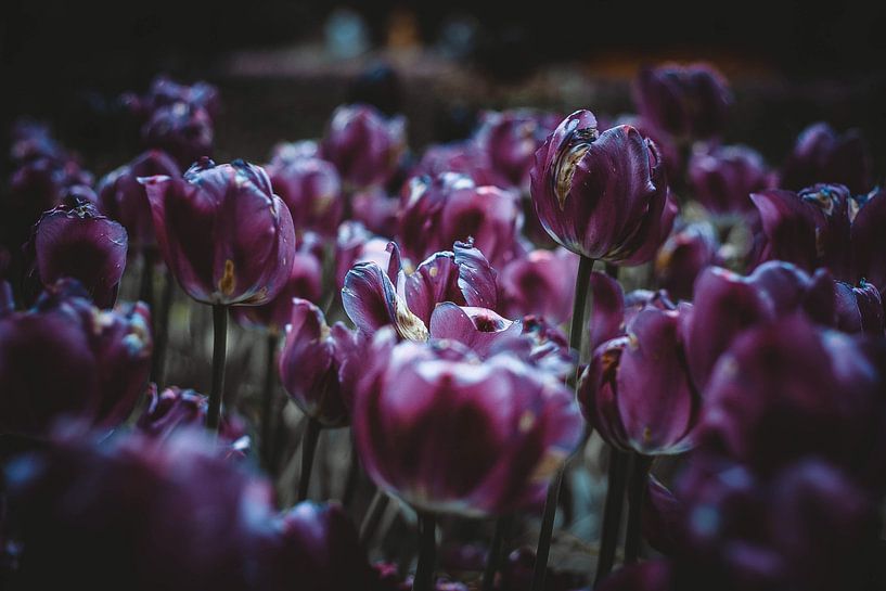 Purple dream by Milan Markovic