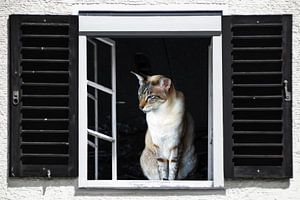 Fensterblick - Siamese