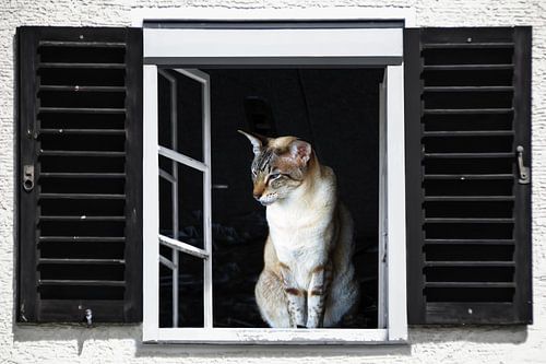 Vensterweergave - Siamese kat