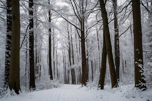 Betoverend besneeuwd bos in de winter