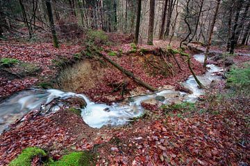 Mountain stream in the Ardennes by Rob Boon