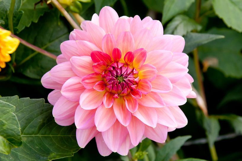Rosa Dahlie von Alexander de Vries