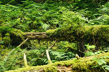 Small fir tree growing on fallen, moss-covered stump by Dieter Stahl