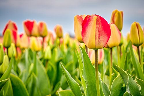 Tulipes rouges - jaunes dans un champ de bulbes