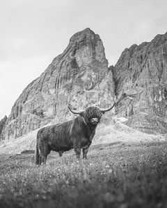 Hochlandrind in den Dolomiten Schwarz Weiß