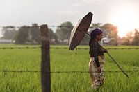 Walking through the Rice field