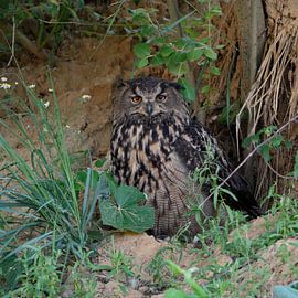Eurasian Eagle Owl ( Bubo bubo ), resting under bushes