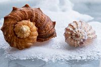 Two shells lying in the snow