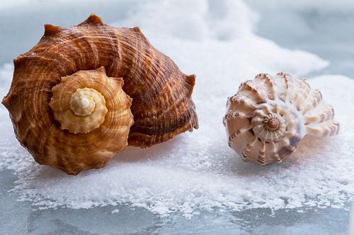 Twee schelpen liggend in de sneeuw