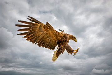 Landing European white-tailed eagle.