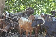 Chèvres sous les arbres - barrage de Kerkini sur ADLER & Co / Caj Kessler Aperçu