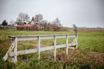 Middelpolder vogel van Brave Toaster Photos