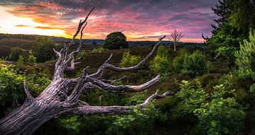 lever du soleil sur le parc national de Veluwezoom sur Martijn van Steenbergen