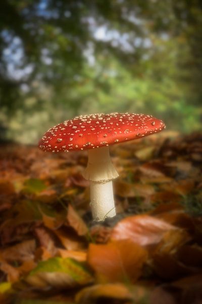 Agaric de la mouche par Elly van Veen