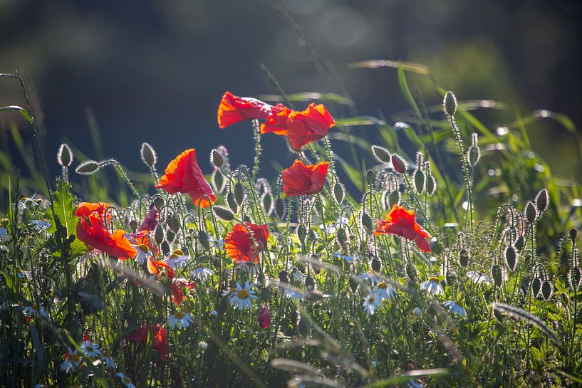 Mohn von Annett Mirsberger
