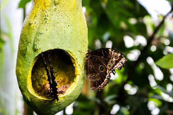 Butterflies