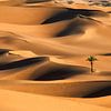 Lonely palm tree in sand dunes. Sahara desert. by Frans Lemmens