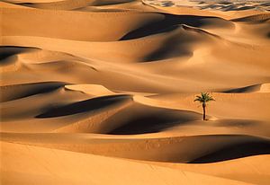 Lonely palm tree in sand dunes. Sahara desert. by Frans Lemmens
