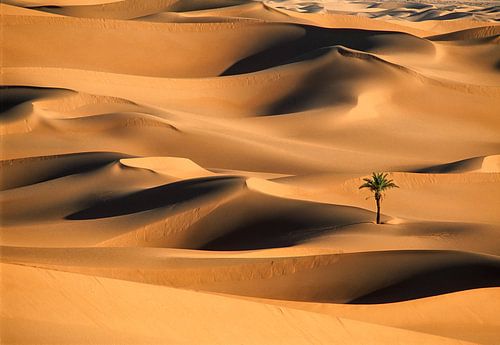 Lonely palm tree in sand dunes. Sahara desert.